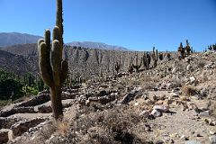 10 Giant Cactus And Some Of The Restored Buildings At Pucara de Tilcara In Quebrada De Humahuaca.jpg